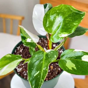 Princess Philodendron Plant Live Variegated Indoor Tropical Foliage 5-8 Inch Rare