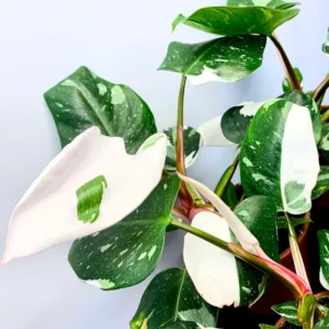 Princess Philodendron Plant Live Variegated Indoor Tropical Foliage 5-8 Inch Rare