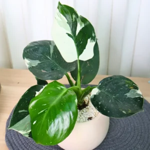 Princess Philodendron Plant Live Variegated Indoor Tropical Foliage 5-8 Inch Rare