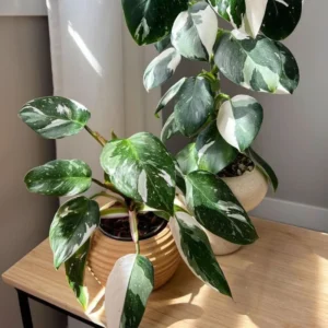 Princess Philodendron Plant Live Variegated Indoor Tropical Foliage 5-8 Inch Rare