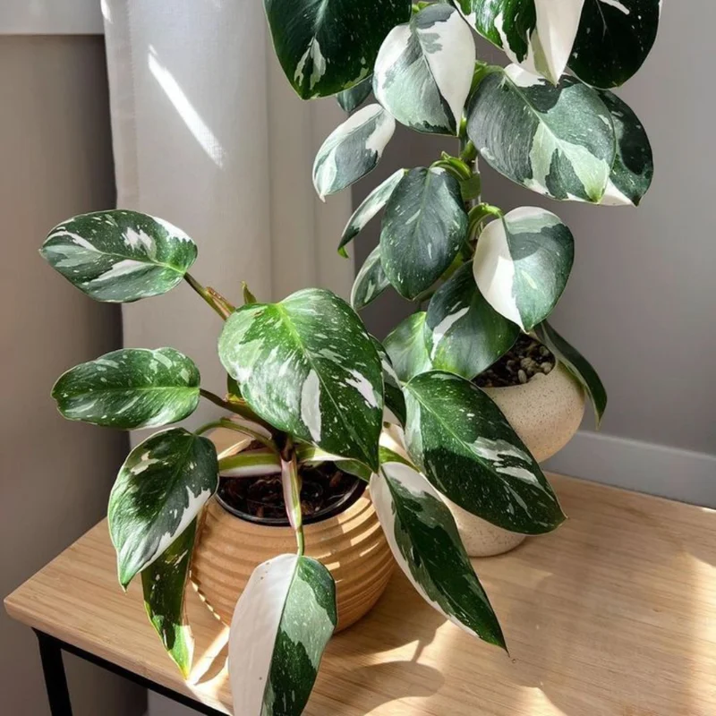 Princess Philodendron Plant Live Variegated Indoor Tropical Foliage 5-8 Inch Rare