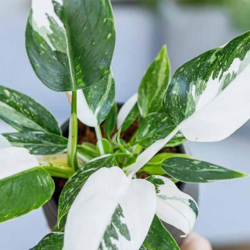 Princess Philodendron Plant Live Variegated Indoor Tropical Foliage 5-8 Inch Rare