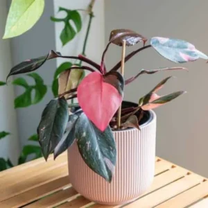 Pink Princess Philodendron