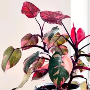 Pink Princess Philodendron