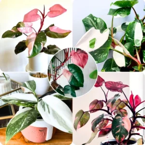 Princess Philodendron Houseplant - 2 Plants Variegated Tropical Indoor 5-8 Inches