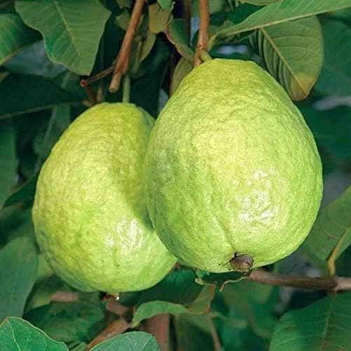 1 Healthy Starter Plant of Guava Fruit Tree, Big Juicy White Fresh Guava, Fully Rooted Healthy Live Plant