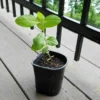 1 Healthy Starter Plant of Guava Fruit Tree, Big Juicy White Fresh Guava, Fully Rooted Healthy Live Plant