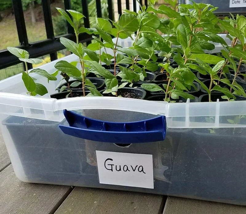 1 Healthy Starter Plant of Guava Fruit Tree, Big Juicy White Fresh Guava, Fully Rooted Healthy Live Plant