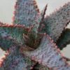 Live Plant Star Aloe Altman Plant, About 3" ~ 5" Tall, Fully Rooted Healthy Plant