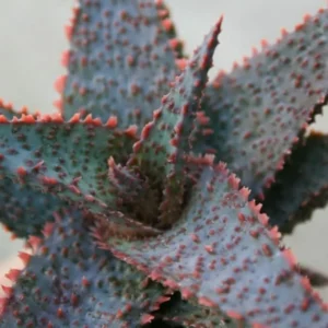 Live Plant Star Aloe Altman Plant, About 3