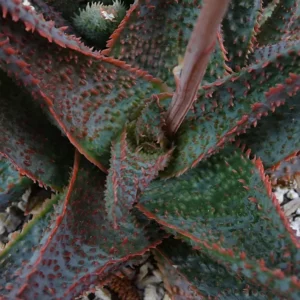 Live Plant Star Aloe Altman Plant, About 3
