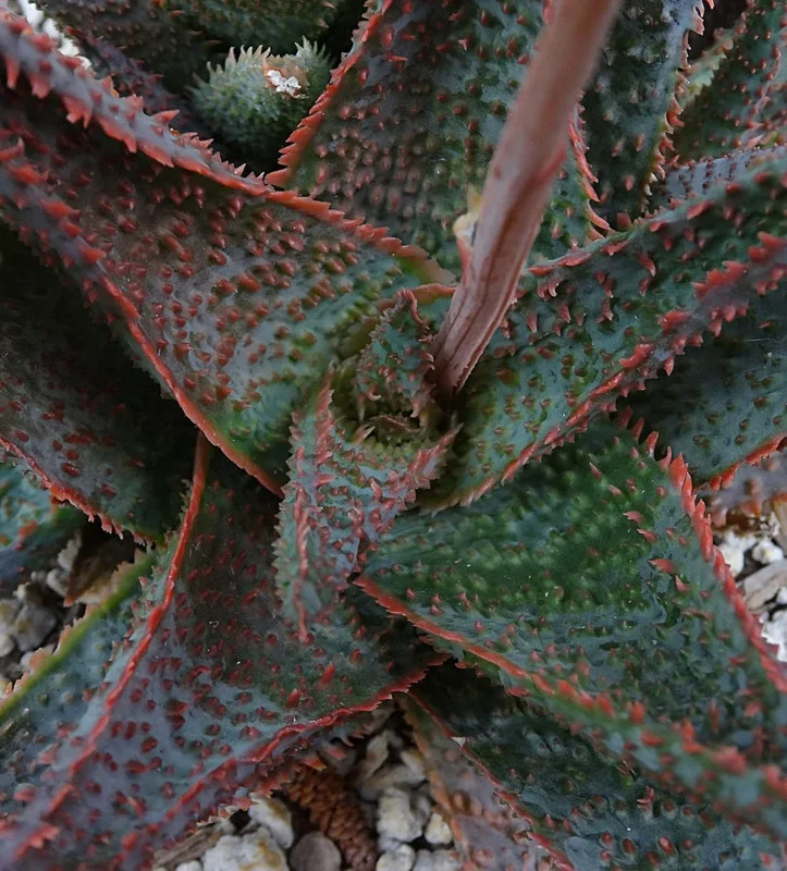 Live Plant Star Aloe Altman Plant, About 3" ~ 5" Tall, Fully Rooted Healthy Plant