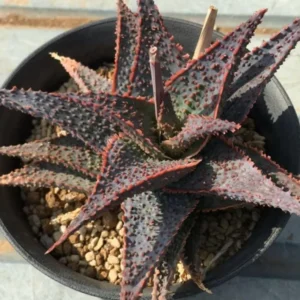 Live Plant Star Aloe Altman Plant, About 3