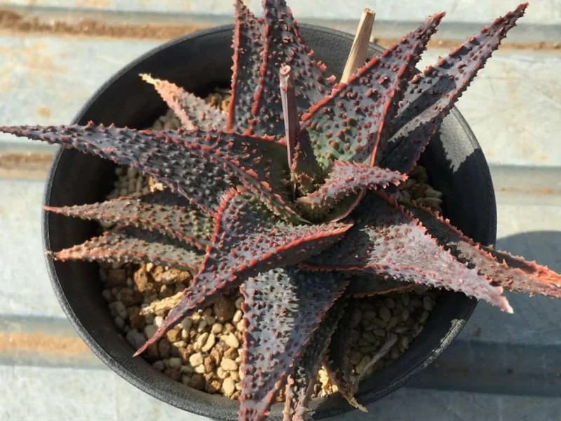 Live Plant Star Aloe Altman Plant, About 3" ~ 5" Tall, Fully Rooted Healthy Plant