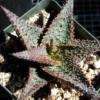 One Rooted Live Plant Star Aloe Altman Plant, About 3" ~ 5" Tall, Fully Rooted Healthy Plant