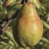 5 Stem Cuttings of Bartlett pear Trees, Live Fresh Plant cuttings