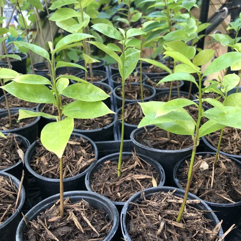 Soursop Plant Live Tropical Fruit Tree 4-8 Inch Tall Seedling