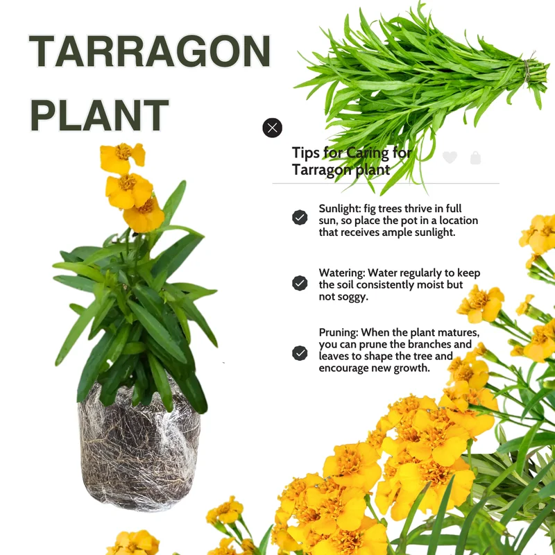 Tarragon Plants Live - Set of 2 Tarragon Mint Herb Plants 4-8 Inches