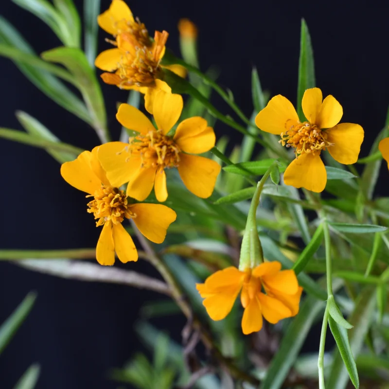 Tarragon Plants Live - Set of 2 Tarragon Mint Herb Plants 4-8 Inches