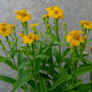 Tarragon Plants Live - Set of 2 Tarragon Mint Herb Plants 4-8 Inches