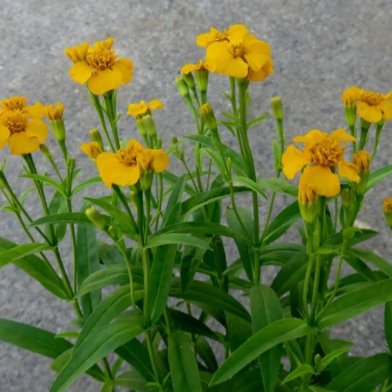 Tarragon Plants Live - Set of 2 Tarragon Mint Herb Plants 4-8 Inches