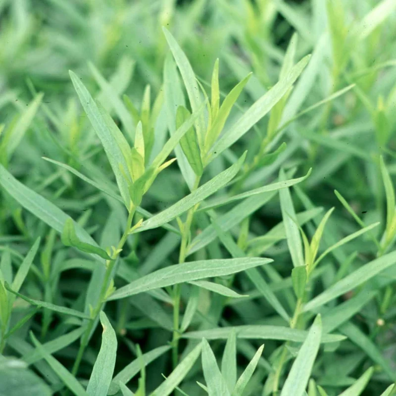 Tarragon Plants Live - Set of 2 Tarragon Mint Herb Plants 4-8 Inches