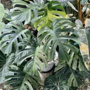 Monstera Deliciosa Live Plant - Swiss Cheese Philodendron Indoor 4-9 Inches Tropical