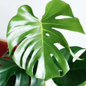 Monstera Deliciosa Live Plant - Swiss Cheese Philodendron Indoor 4-9 Inches Tropical