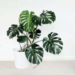 Monstera Deliciosa Live Plant - Swiss Cheese Philodendron Indoor 4-9 Inches Tropical