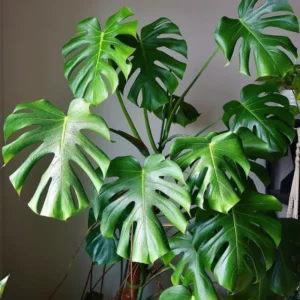 Monstera Deliciosa Live Plant - Swiss Cheese Philodendron Indoor 4-9 Inches Tropical