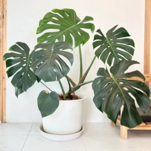 Monstera Deliciosa Live Plant - Swiss Cheese Philodendron Indoor 4-9 Inches Tropical