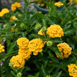Trailing Lantana Live Plants - Pack of 2 Flowering Outdoor Plants 4-8 Inches