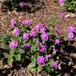 Trailing Lantana Live Plants - Pack of 2 Flowering Outdoor Plants 4-8 Inches