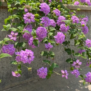 Lantana Plants Live Perennial Flowering, Container Growing, Vibrant Blooms