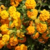 Lantana Plants Live Perennial Flowering, Container Growing, Vibrant Blooms