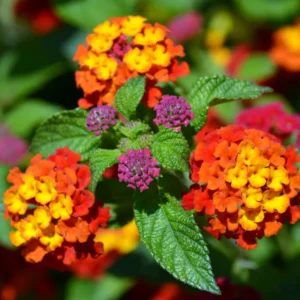 Lantana Plants Live Perennial Flowering, Container Growing, Vibrant Blooms