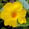 Mandevilla Live Plants Trellis - Flowering Vines, 4-9 Inch Growing Plants