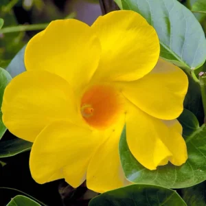 Mandevilla Live Plants Trellis - Flowering Vines, 4-9 Inch Growing Plants