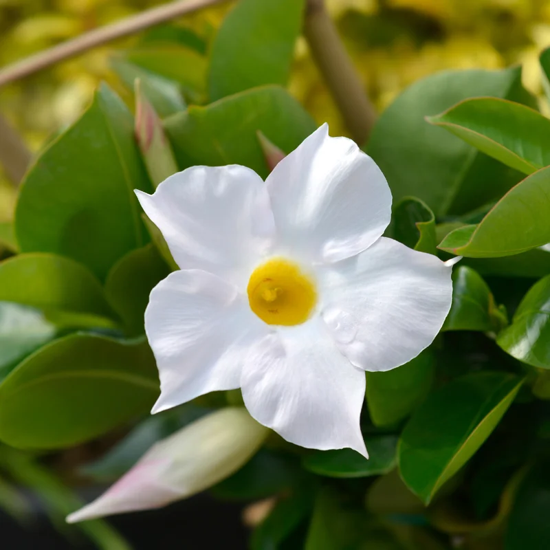 Mandevilla Live Plants Trellis - Flowering Vines, 4-9 Inch Growing Plants