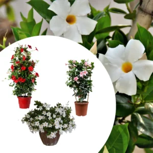 Mandevilla Live Plants Trellis - Flowering Vines, 4-9 Inch Growing Plants