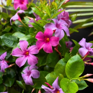 Mandevilla Live Plants Trellis - Flowering Vines, 4-9 Inch Growing Plants