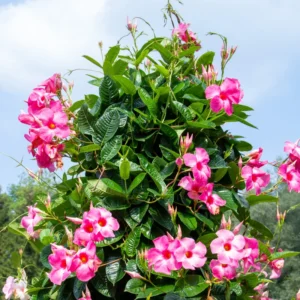 Mandevilla Live Plants Trellis - Flowering Vines, 4-9 Inch Growing Plants