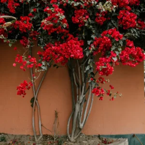 Bougainvillea Plants Live - 2 Hardy Flowering Plants - Hanging Basket & Container Growing
