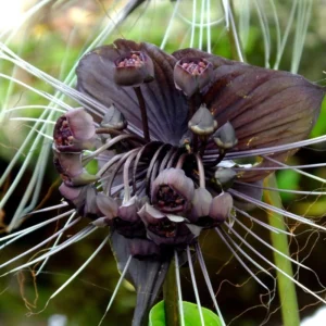 Tacca Chantrieri Plant 2-Pack - Black Orchid Bat Flower - 3-6 Inches - Indoor Houseplant