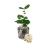 Jasmine Plant Live - Arabian Jasmine Vine 4-9 Inch - Well Rooted Houseplant Indoor Outdoor