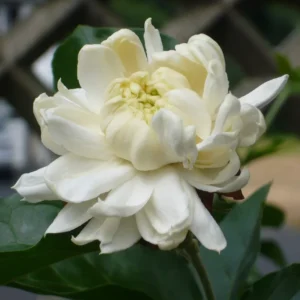 Jasmine Plant Live - Arabian Jasmine Vine 4-9 Inch - Well Rooted Houseplant Indoor Outdoor