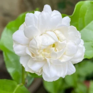 Jasmine Plant Live - Arabian Jasmine Vine 4-9 Inch - Well Rooted Houseplant Indoor Outdoor