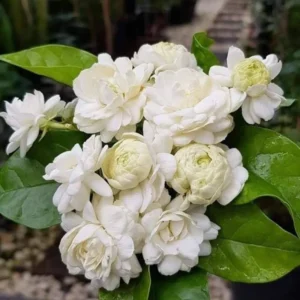 Jasmine Plant Live - Arabian Jasmine Vine 4-9 Inch - Well Rooted Houseplant Indoor Outdoor