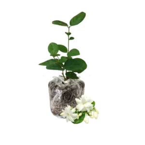 Jasmine Plant - Fragrant Climbing Vine - 4-9 Inch Live Plant