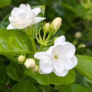 Jasmine Plant - Fragrant Climbing Vine - 4-9 Inch Live Plant
